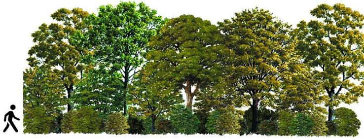 Formation Arbres, paysages, biodiversité